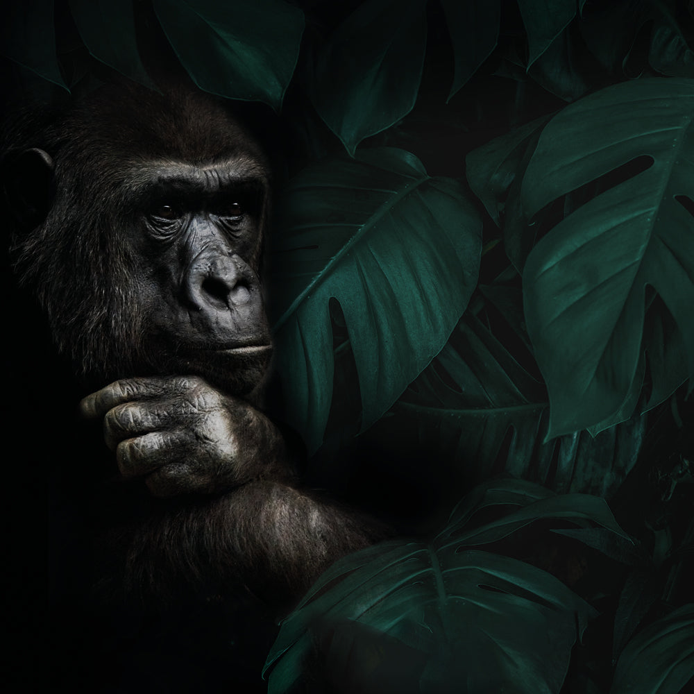 Gorilla Kollektion – SAVE BRAVE